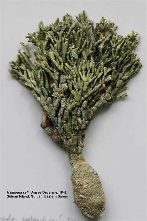 green algae in tagalog|Algal Collection of the Philippine National Herbarium.